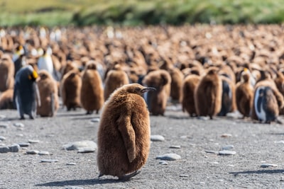 Penguin Wang Xuanjiao photography
